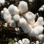 Cotton